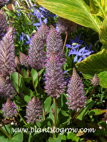 'Joey' Mulla Mulla (Ptilotus exaltatus